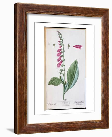 Digitalis Purpurea, from "Herbarium Blackwellianum," 1757-Elizabeth Blackwell-Framed Giclee Print