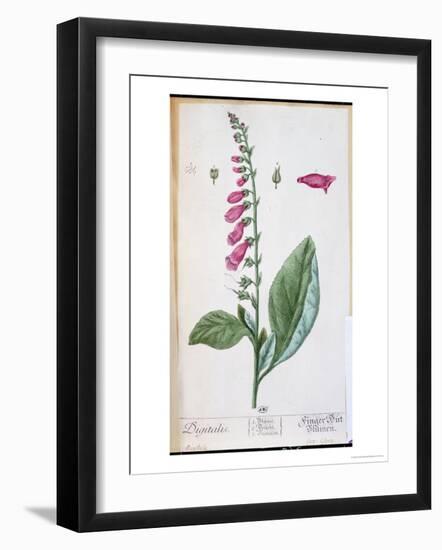 Digitalis Purpurea, from "Herbarium Blackwellianum," 1757-Elizabeth Blackwell-Framed Giclee Print