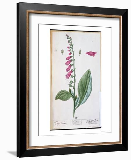 Digitalis Purpurea, from "Herbarium Blackwellianum," 1757-Elizabeth Blackwell-Framed Giclee Print