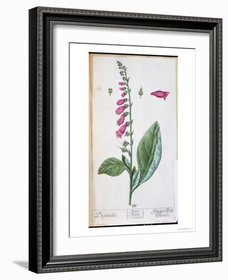 Digitalis Purpurea, from "Herbarium Blackwellianum," 1757-Elizabeth Blackwell-Framed Giclee Print