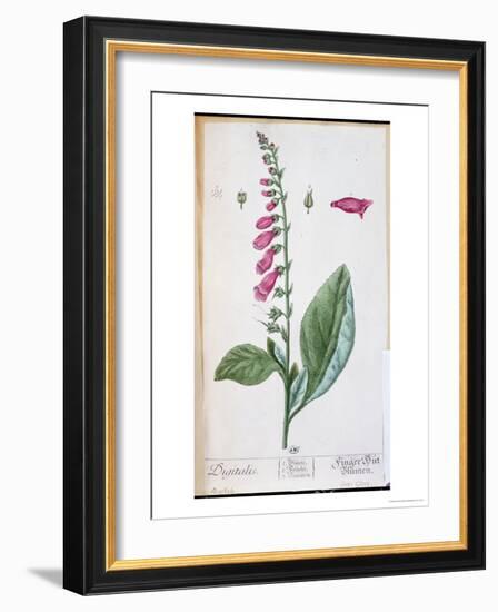 Digitalis Purpurea, from "Herbarium Blackwellianum," 1757-Elizabeth Blackwell-Framed Giclee Print