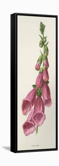 Digitalis Purpurea-F Edward Hulme-Framed Stretched Canvas