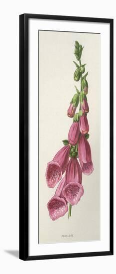 Digitalis Purpurea-F Edward Hulme-Framed Art Print