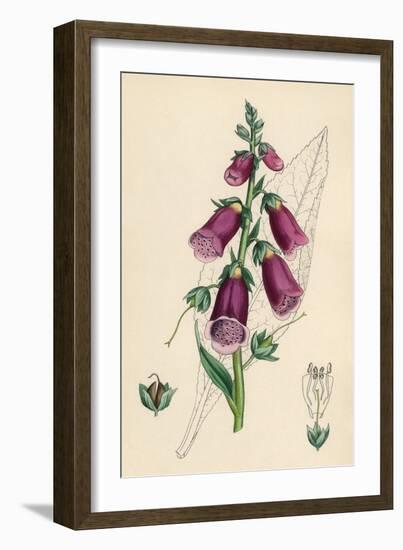 Digitalis Purpurea-null-Framed Premium Giclee Print