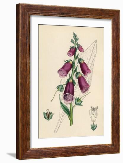 Digitalis Purpurea-null-Framed Premium Giclee Print