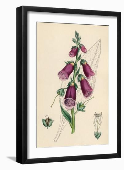 Digitalis Purpurea-null-Framed Premium Giclee Print