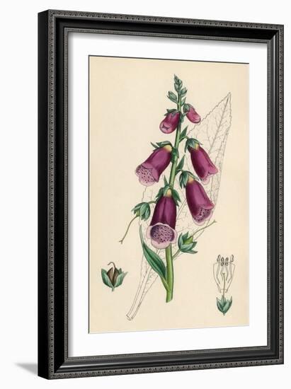 Digitalis Purpurea-null-Framed Premium Giclee Print