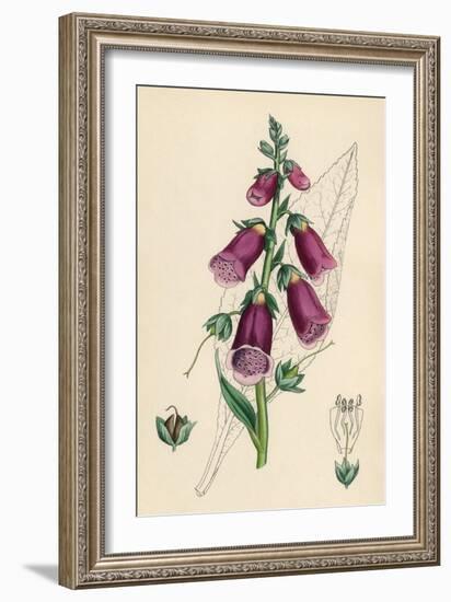 Digitalis Purpurea-null-Framed Art Print