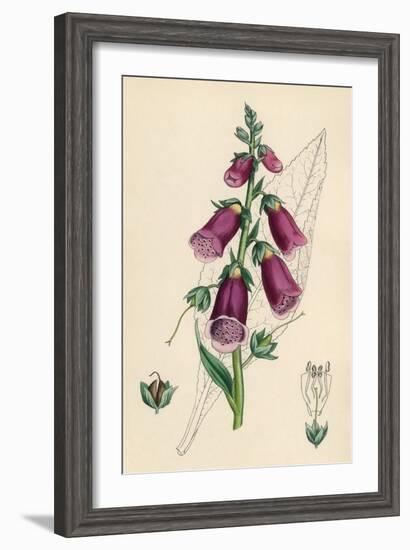 Digitalis Purpurea-null-Framed Art Print