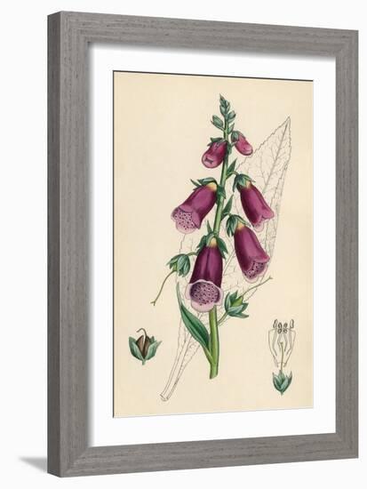 Digitalis Purpurea-null-Framed Art Print