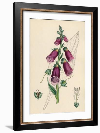 Digitalis Purpurea-null-Framed Art Print