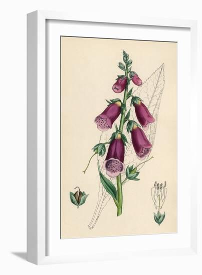 Digitalis Purpurea-null-Framed Art Print