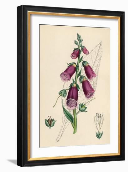 Digitalis Purpurea-null-Framed Art Print