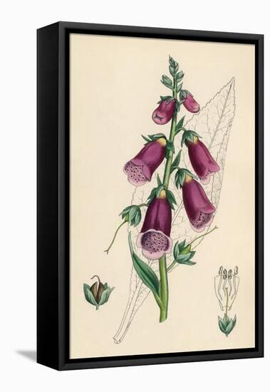 Digitalis Purpurea-null-Framed Stretched Canvas