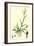 Digitaria Humifusa Glabrous Finger-Grass-null-Framed Giclee Print