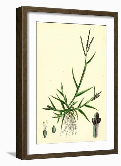 Digitaria Humifusa Glabrous Finger-Grass-null-Framed Giclee Print