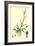 Digitaria Humifusa Glabrous Finger-Grass-null-Framed Giclee Print