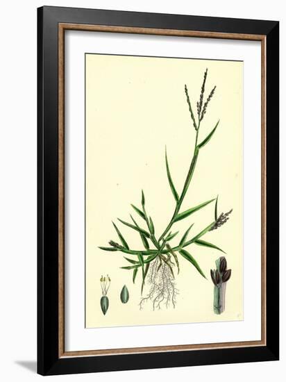 Digitaria Humifusa Glabrous Finger-Grass-null-Framed Giclee Print