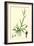 Digitaria Humifusa Glabrous Finger-Grass-null-Framed Giclee Print