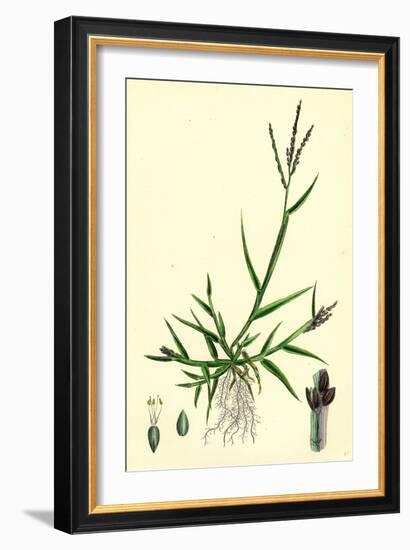 Digitaria Humifusa Glabrous Finger-Grass-null-Framed Giclee Print