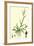 Digitaria Humifusa Glabrous Finger-Grass-null-Framed Giclee Print