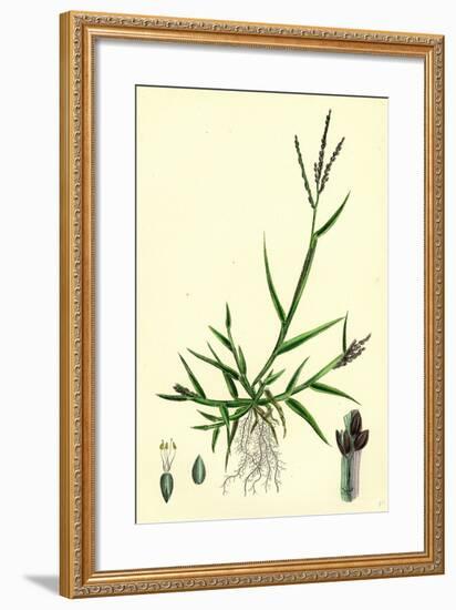 Digitaria Humifusa Glabrous Finger-Grass-null-Framed Giclee Print