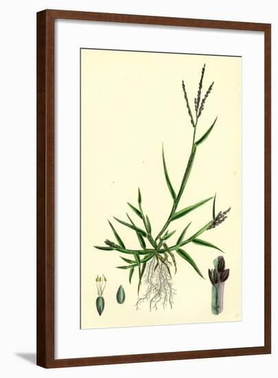 Digitaria Humifusa Glabrous Finger-Grass-null-Framed Giclee Print