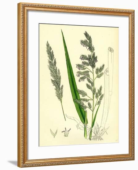 Digraphis Arundinacea Ribbon-Grass-null-Framed Giclee Print