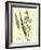 Digraphis Arundinacea Ribbon-Grass-null-Framed Giclee Print