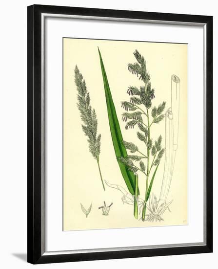 Digraphis Arundinacea Ribbon-Grass-null-Framed Giclee Print