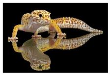 Leopard Gecko-Dikky Oesin-Stretched Canvas