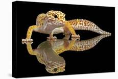 Leopard Gecko-Dikky Oesin-Framed Giclee Print