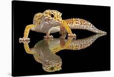 Leopard Gecko-Dikky Oesin-Stretched Canvas