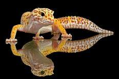 Leopard Gecko-Dikky Oesin-Framed Giclee Print