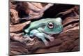 Photographic Print