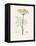 Dill (Anethum Graveolens) Medical Botany-John Stephenson and James Morss Churchill-Framed Premier Image Canvas