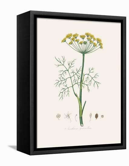 Dill (Anethum Graveolens) Medical Botany-John Stephenson and James Morss Churchill-Framed Premier Image Canvas