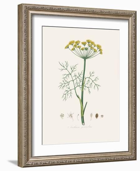 Dill (Anethum Graveolens) Medical Botany-John Stephenson and James Morss Churchill-Framed Photographic Print