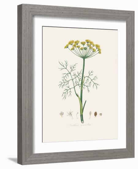 Dill (Anethum Graveolens) Medical Botany-John Stephenson and James Morss Churchill-Framed Photographic Print