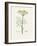 Dill (Anethum Graveolens) Medical Botany-John Stephenson and James Morss Churchill-Framed Photographic Print