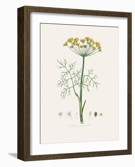 Dill (Anethum Graveolens) Medical Botany-John Stephenson and James Morss Churchill-Framed Photographic Print