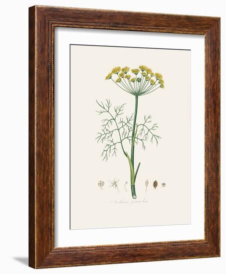 Dill (Anethum Graveolens) Medical Botany-John Stephenson and James Morss Churchill-Framed Photographic Print