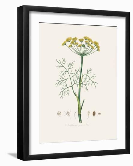 Dill (Anethum Graveolens) Medical Botany-John Stephenson and James Morss Churchill-Framed Photographic Print