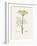 Dill (Anethum Graveolens) Medical Botany-John Stephenson and James Morss Churchill-Framed Photographic Print