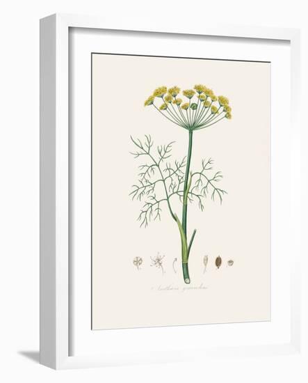 Dill (Anethum Graveolens) Medical Botany-John Stephenson and James Morss Churchill-Framed Photographic Print