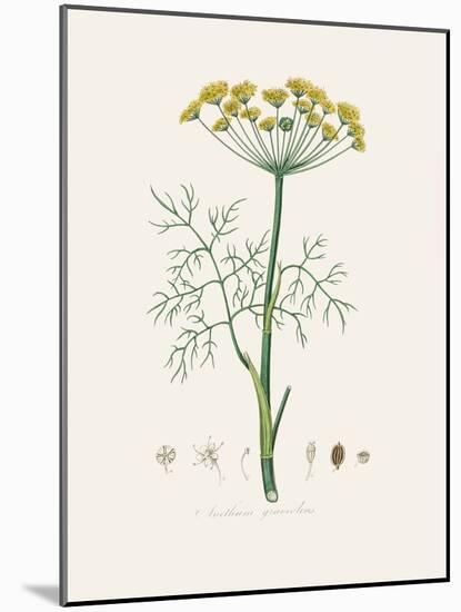 Dill (Anethum Graveolens) Medical Botany-John Stephenson and James Morss Churchill-Mounted Photographic Print