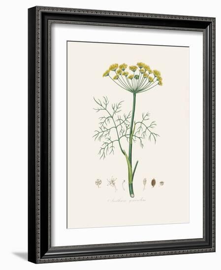 Dill (Anethum Graveolens) Medical Botany-John Stephenson and James Morss Churchill-Framed Photographic Print