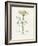 Dill (Anethum Graveolens) Medical Botany-John Stephenson and James Morss Churchill-Framed Photographic Print