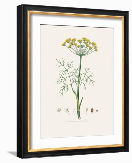 Dill (Anethum Graveolens) Medical Botany-John Stephenson and James Morss Churchill-Framed Photographic Print