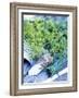Dill, Horseradish and Chives-Stefan Braun-Framed Photographic Print